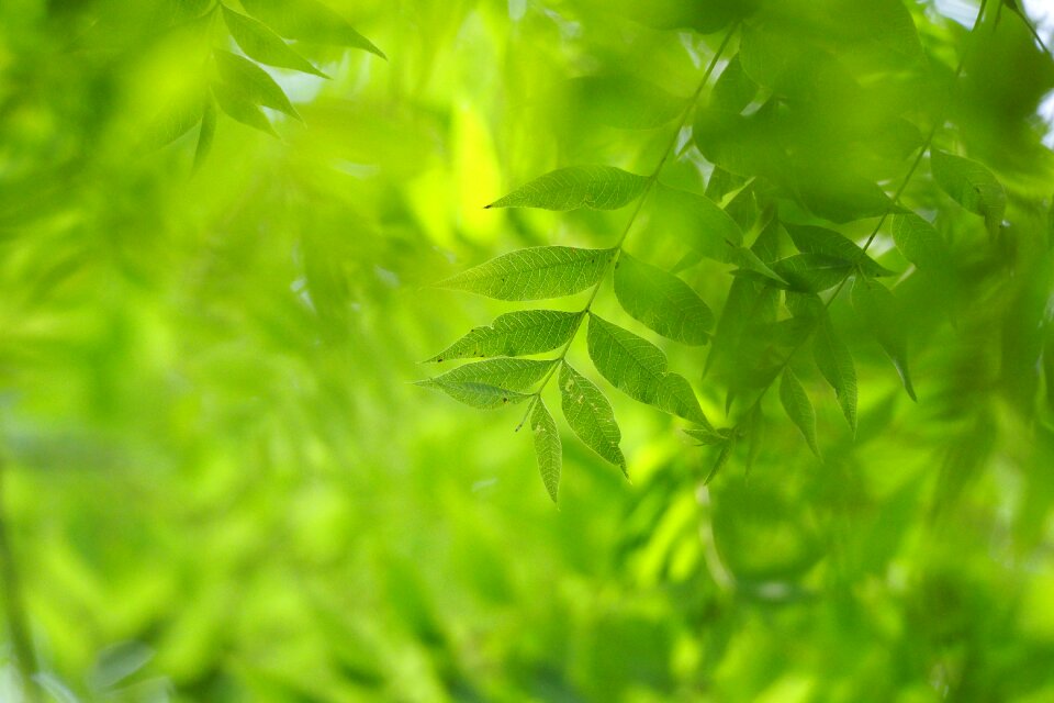 Green leaves foliage tree leaf