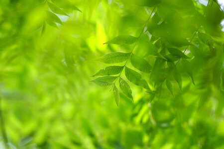 Green leaves foliage tree leaf photo