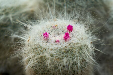 Dea macro flowerpot photo