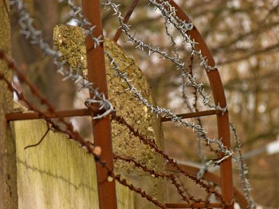 At the court of winter wire