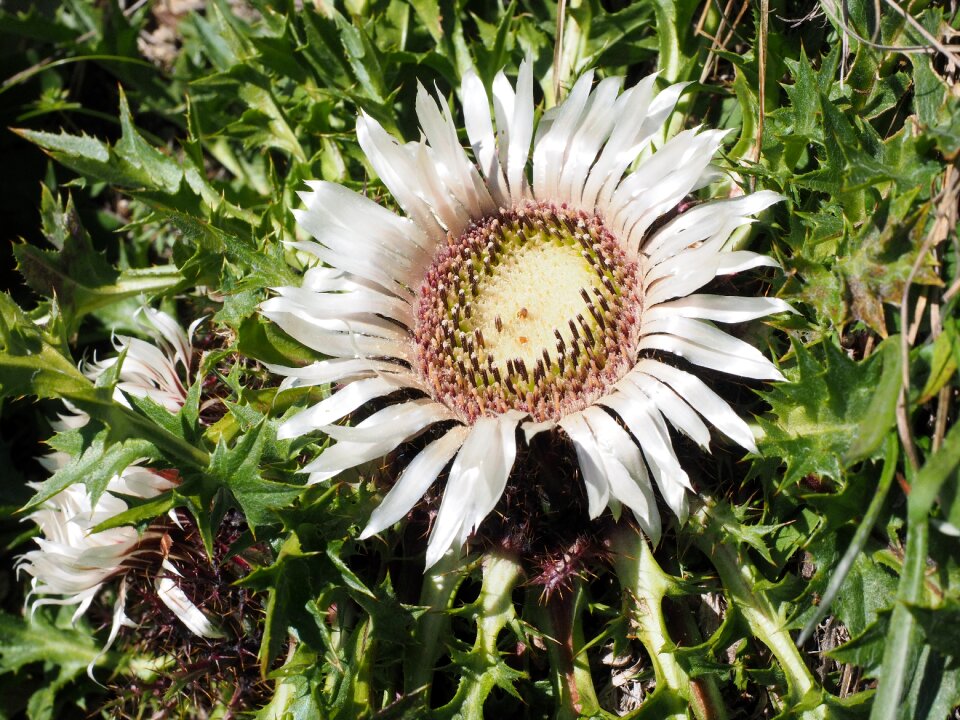 Silver silvery weather thistle