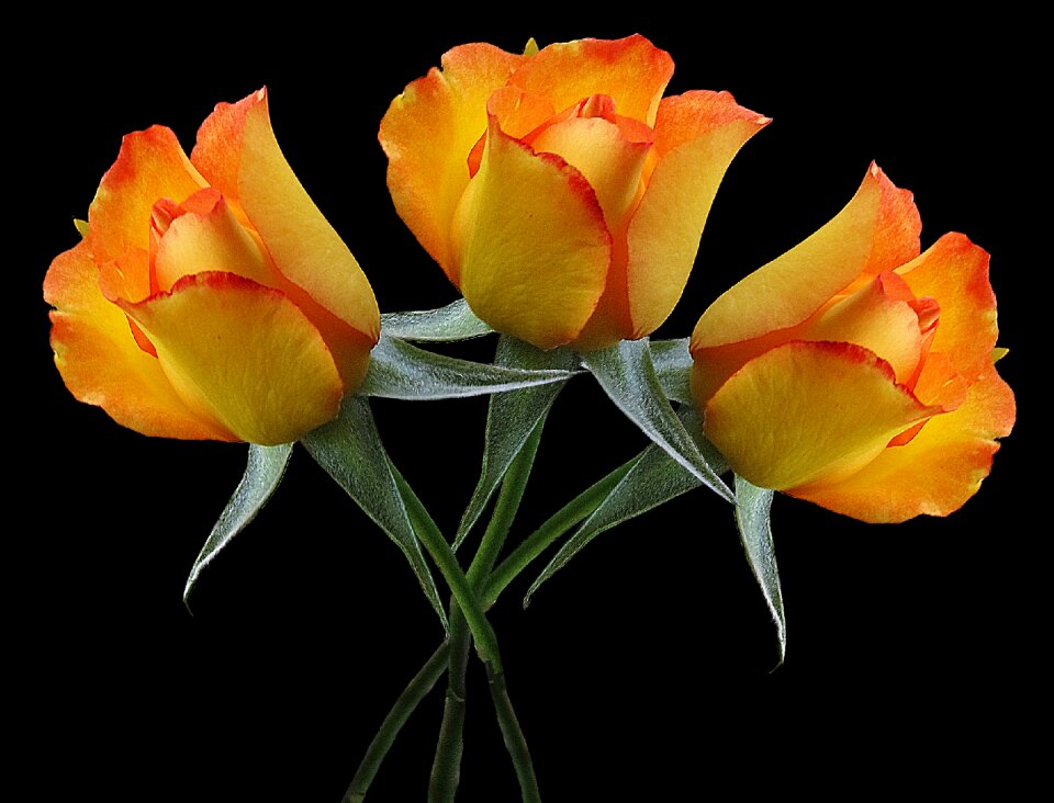 Bouquet of roses plant love