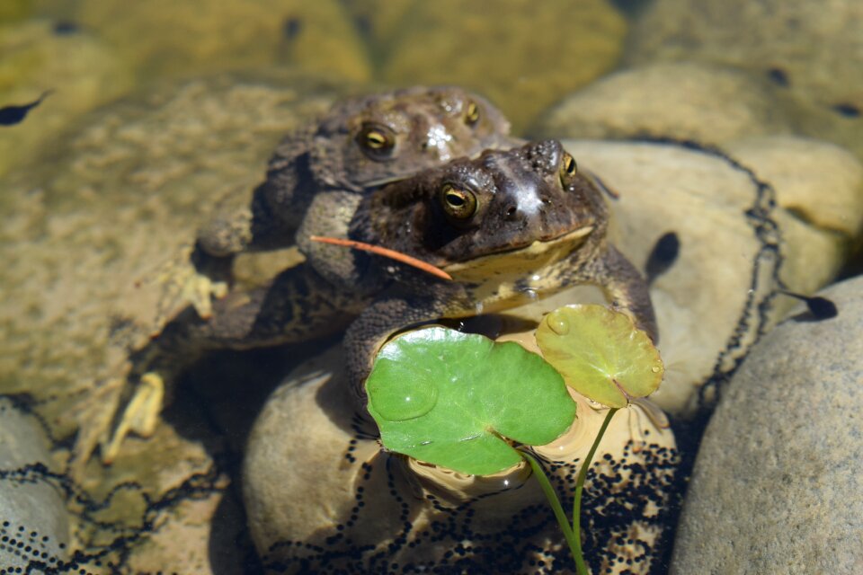 Reptile water amphibian
