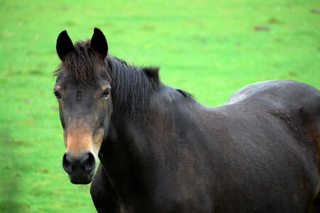 Black active animal