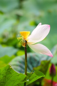 Lotus lotus leaf the residual charge