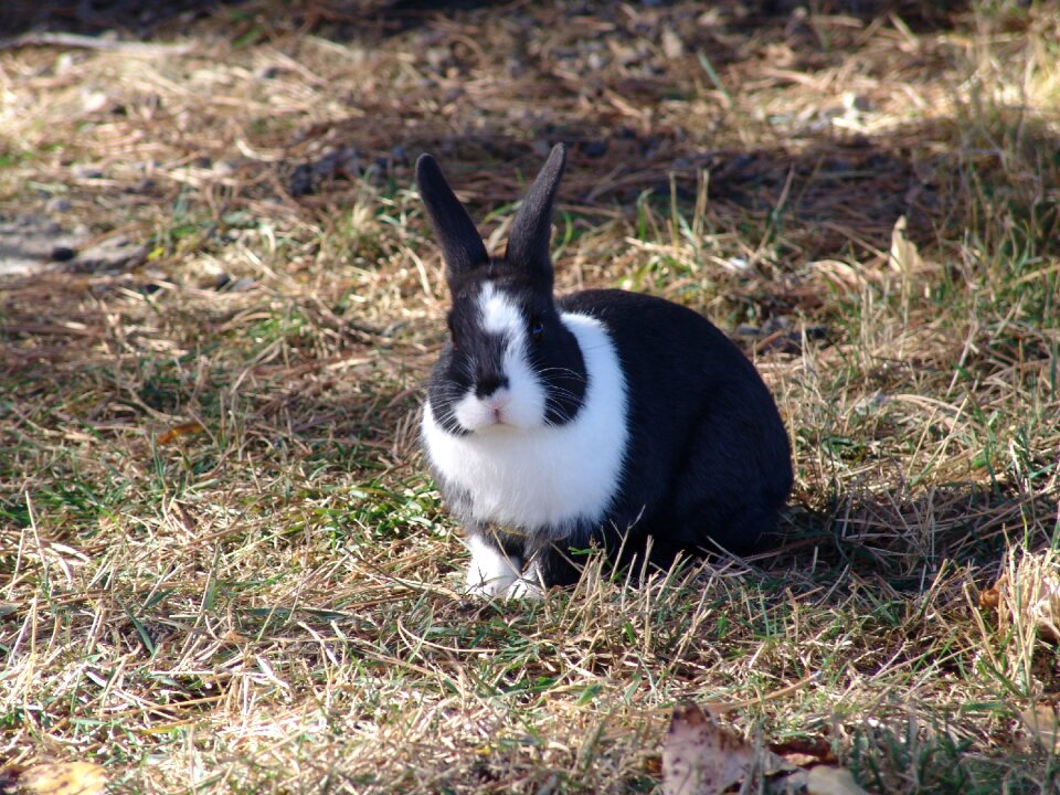 Mammal wildlife rabbit