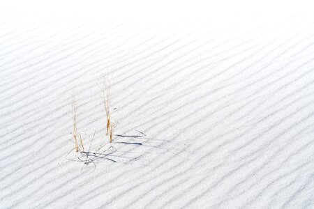 Sand plant desert