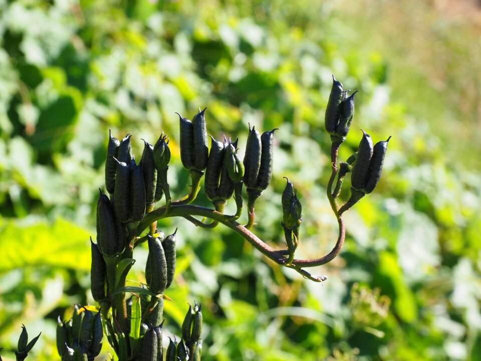 Monkshood flower aconitum napellus photo