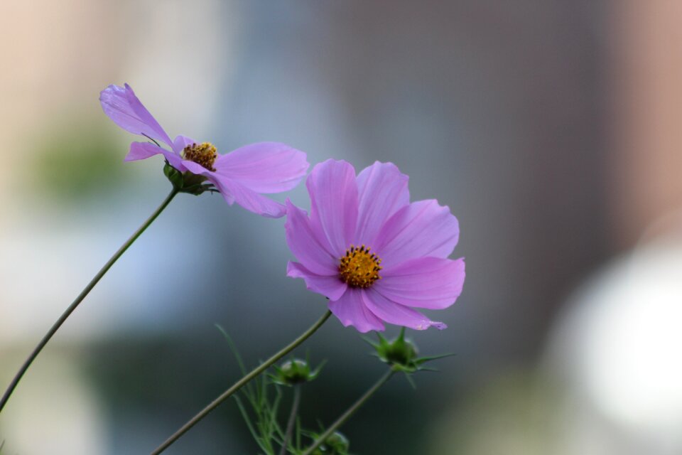 Flower plant garden