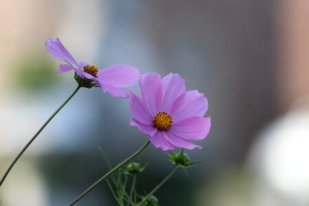 Flower plant garden