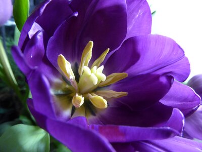 Flora purple leaf tulip photo