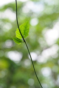 Green green leaves foliage