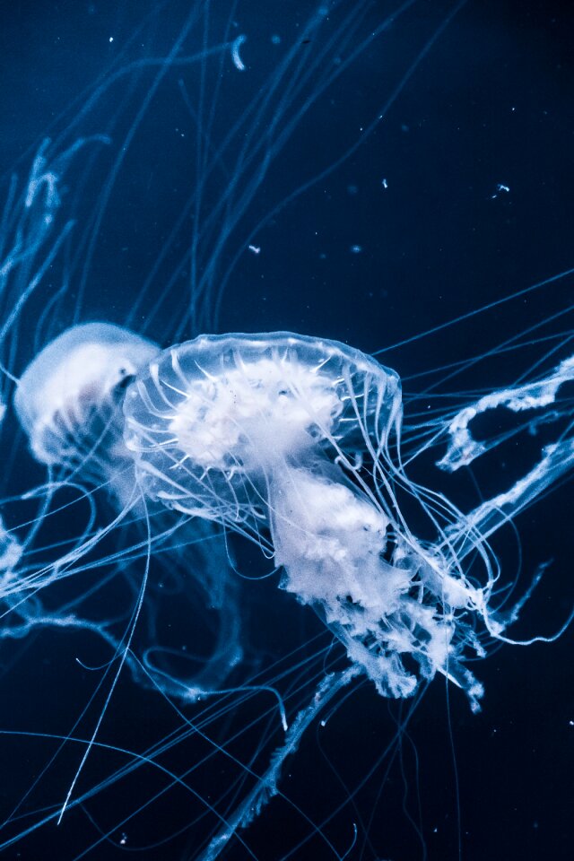 Ocean underwater blue