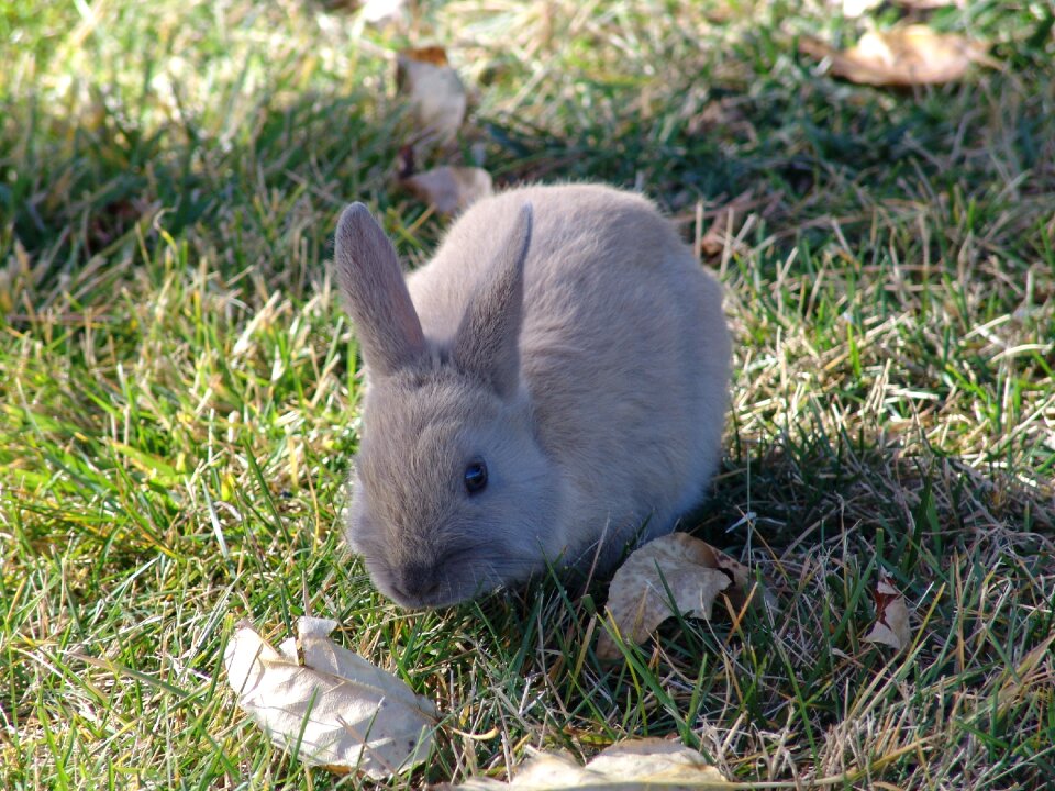 Cute wildlife rabbit