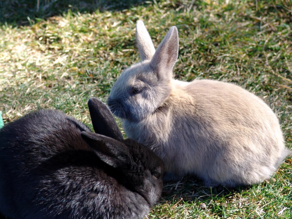 Cute animal grass