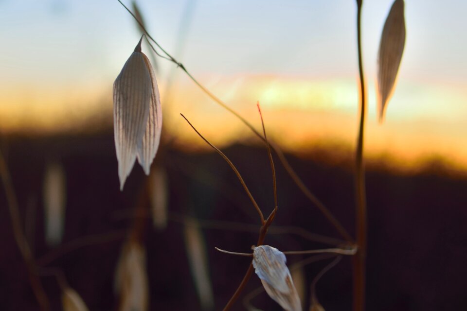 Spikes sunset nature