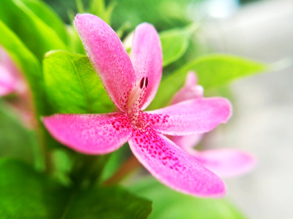 Flowers pollen pink
