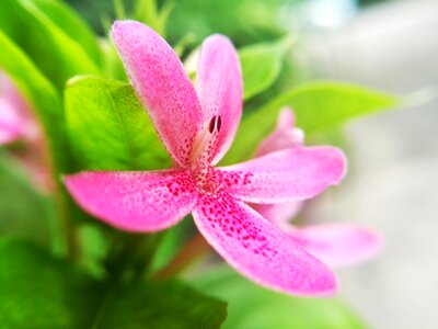 Flowers pollen pink
