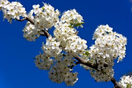 Cherry flora blooming photo