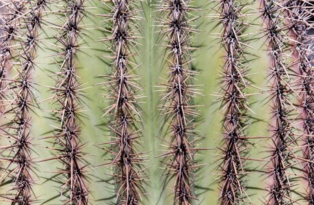 Sharp prickly desert