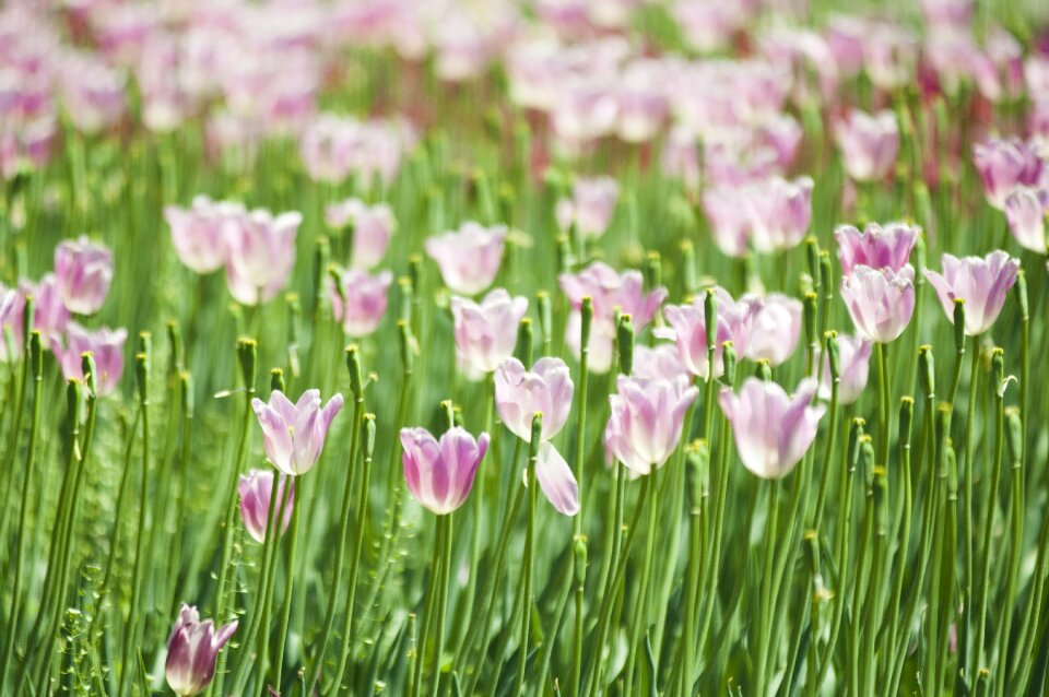 Pink tulip pink flowers field