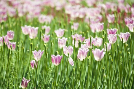 Pink tulip pink flowers field