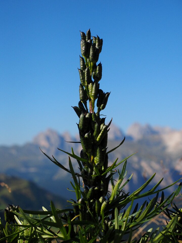Fruits flower aconitum napellus