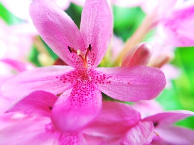 Flowers pollen pink