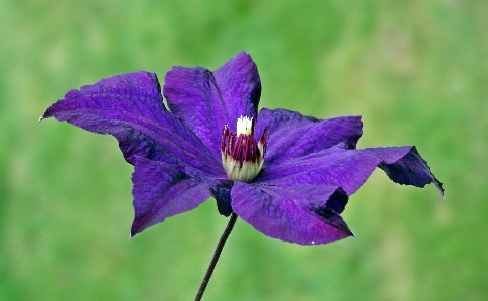 Plant creeper closeup