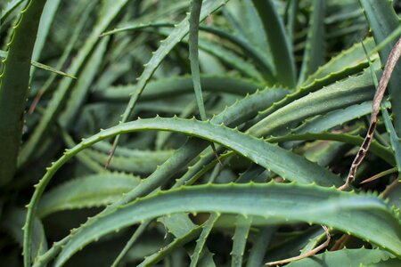 Aloe vera nature health