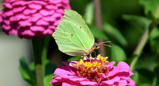 Summer plant insect