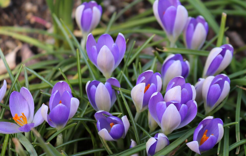 Nature easter season