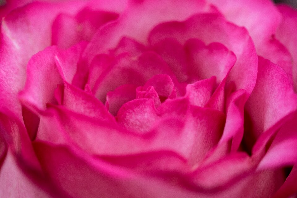 Bloom garden plant