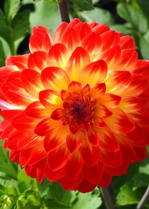 Dahlia orange plants photo