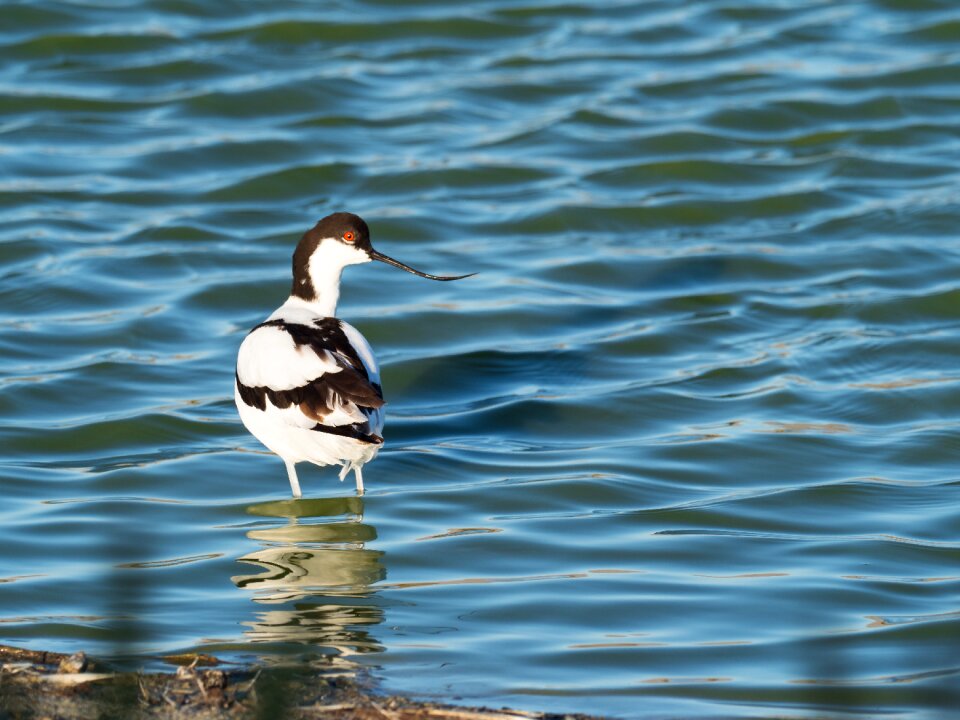Water wading nature