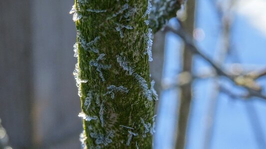 Flora wood frost