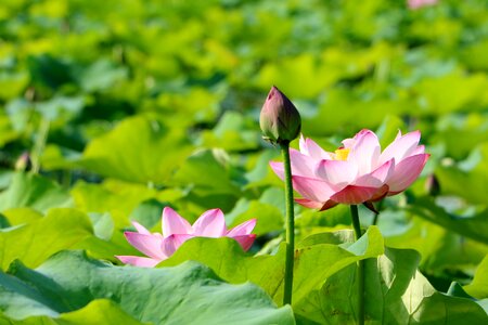 China flower lotus