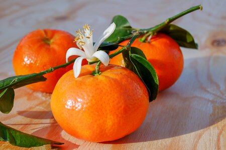 Citrus fruit tropical delicious photo