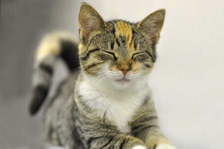 Mammal pet kitten photo