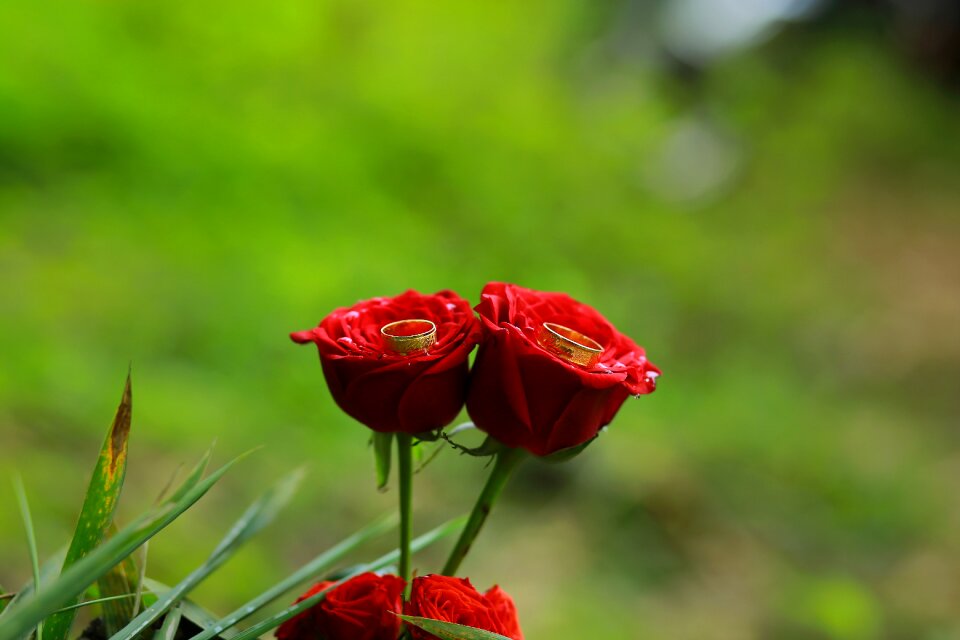 Red roses ring love