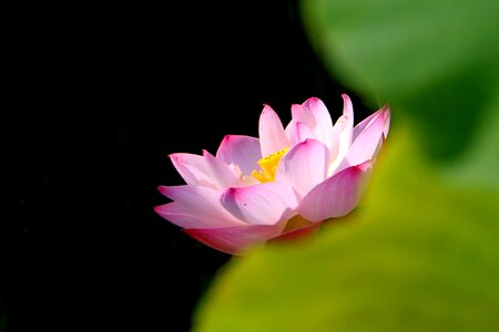 China flower lotus
