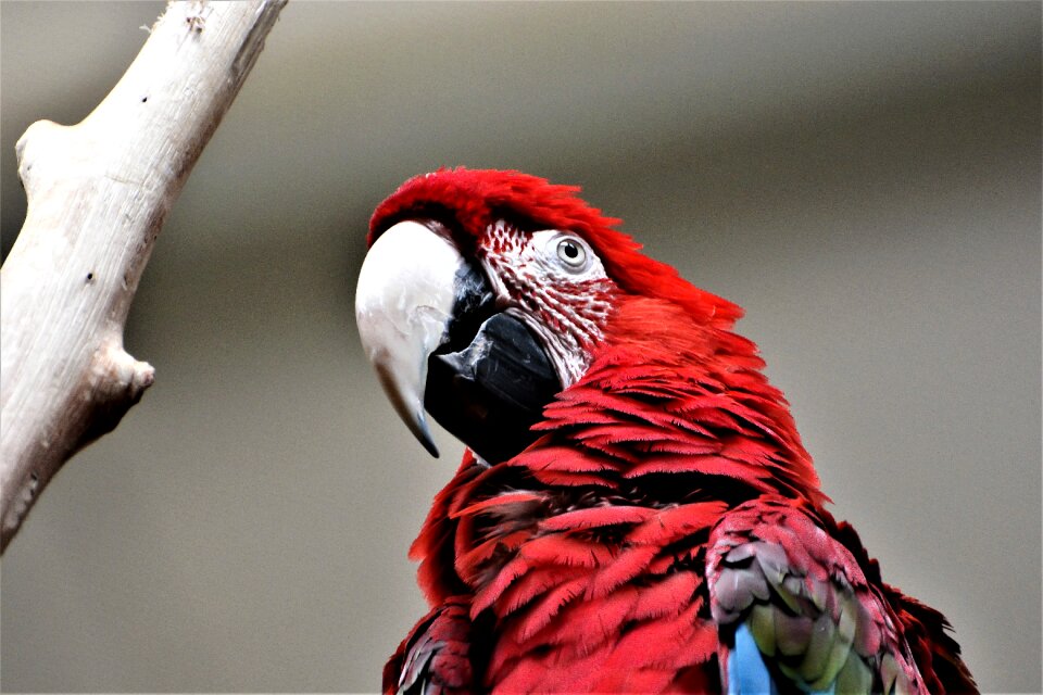 Animal portrait feather