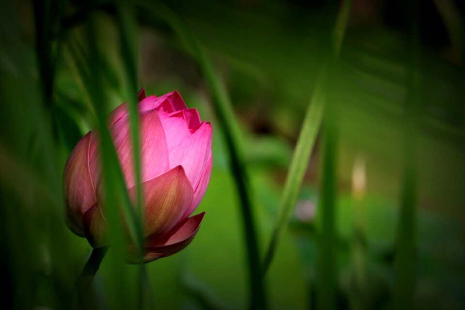 China flower lotus