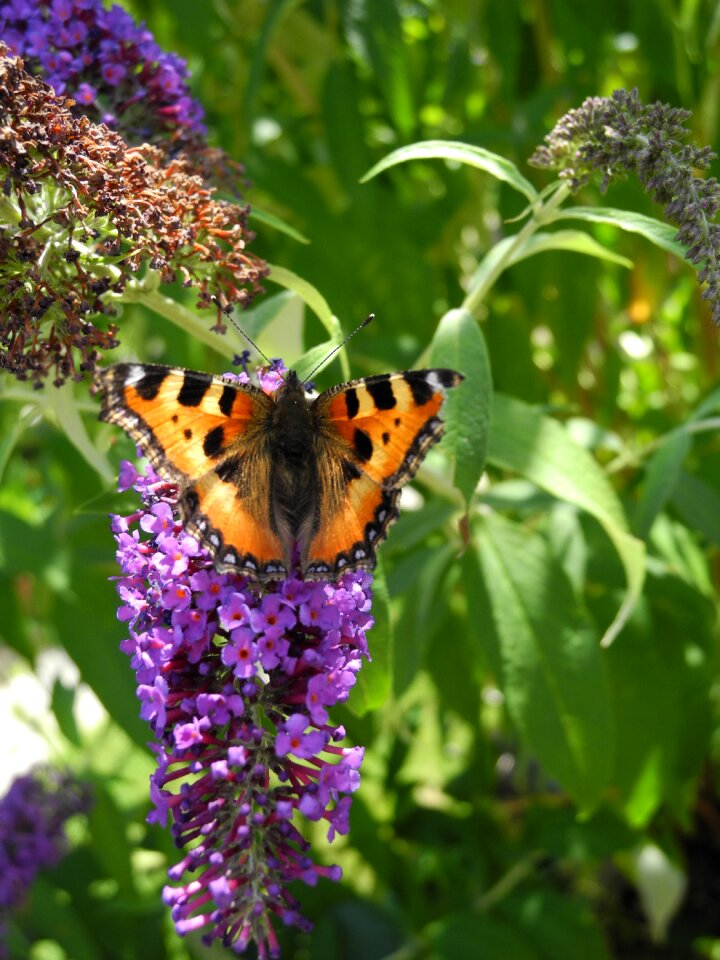 Forage macro nature