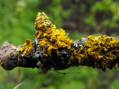 Wooden forest bark