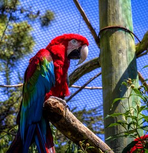 Parrot animal zoo