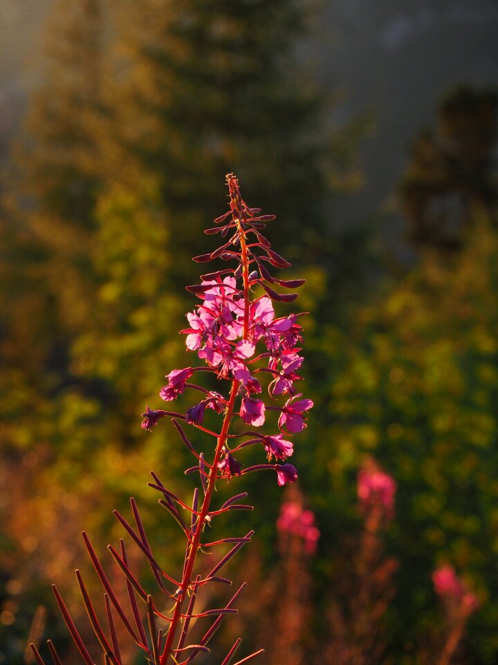 Bloom backlighting evening sun