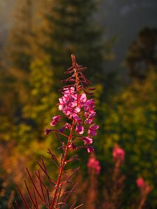 Bloom backlighting evening sun