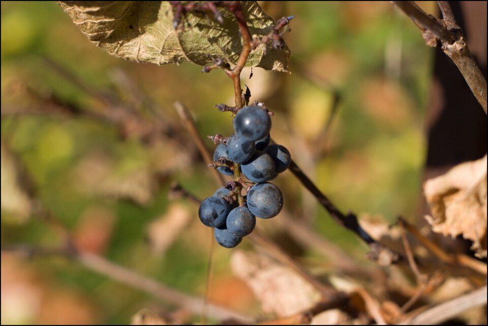 Vineyard vintage berry