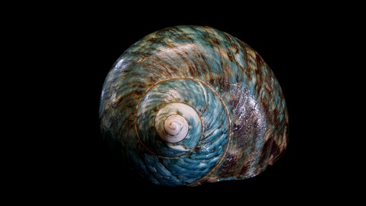 Background nature snail